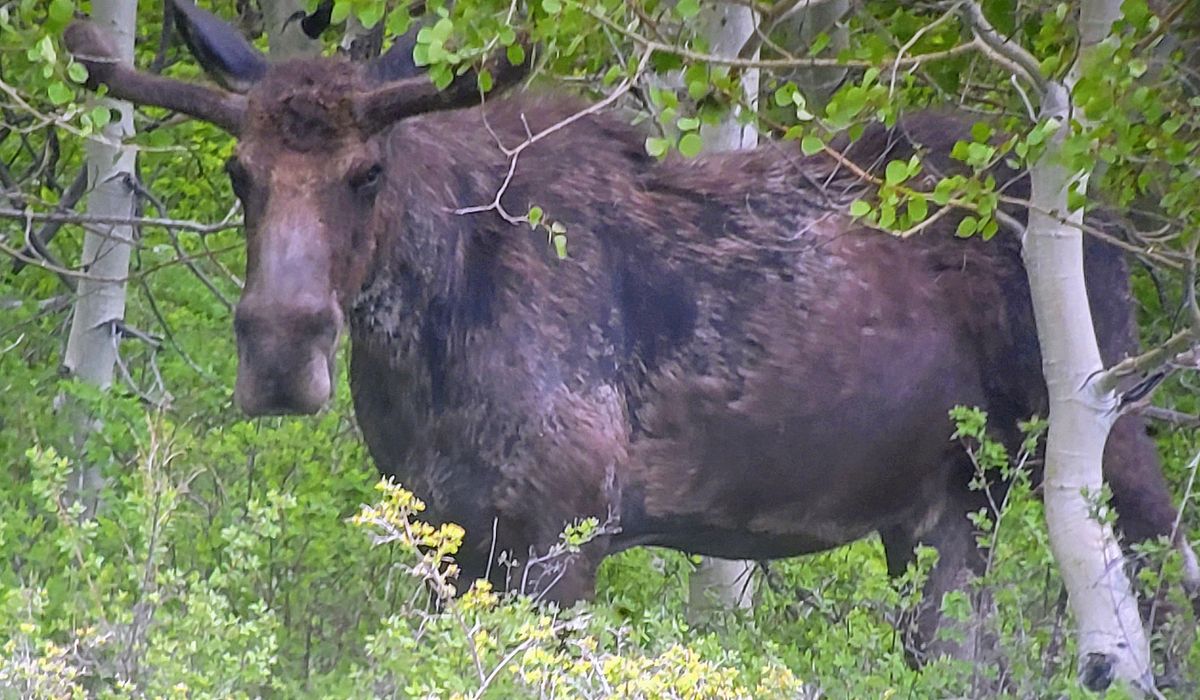 NextImg:Hiking trail in New York’s Adirondack Mountains remains closed due to moose