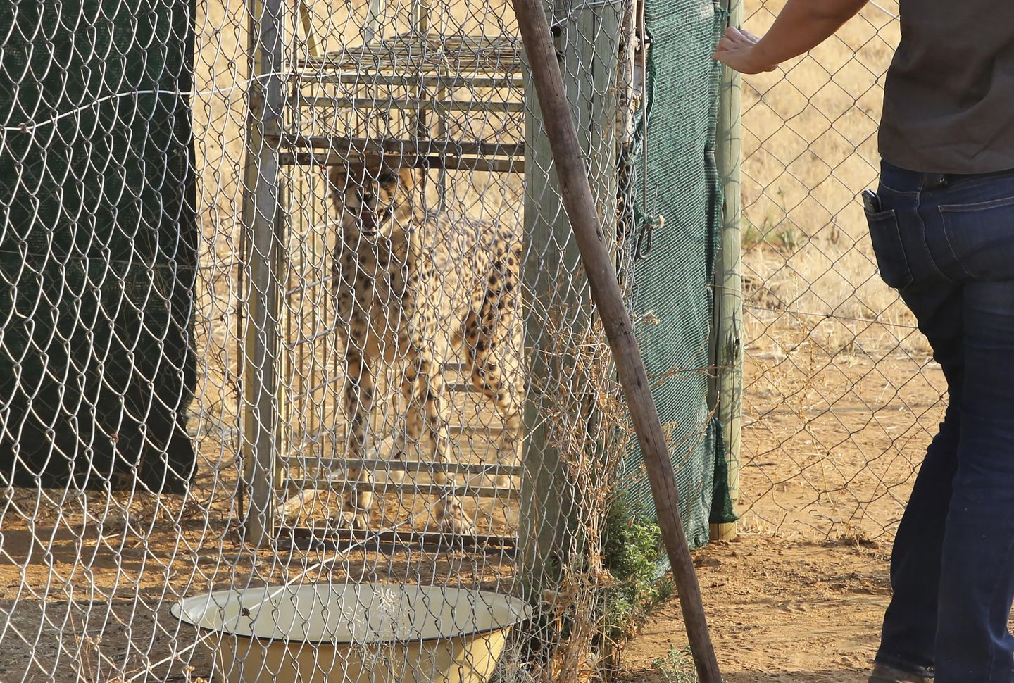 Los guepardos regresan a la India después de 70 años