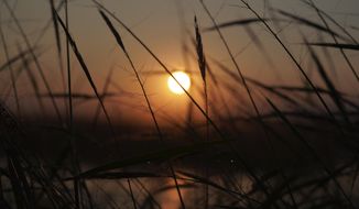 The sun begins to rise over a bed of wild rice on Leech Lake in Minnesota, Monday, Sept. 12, 2022. Wild rice, or manoomin (good seed) in Ojibwe, is sacred to Indigenous peoples in the Great Lakes region, but is being threatened by changing climate, invasive species and pollution. (AP Photo/Jessie Wardarski)
