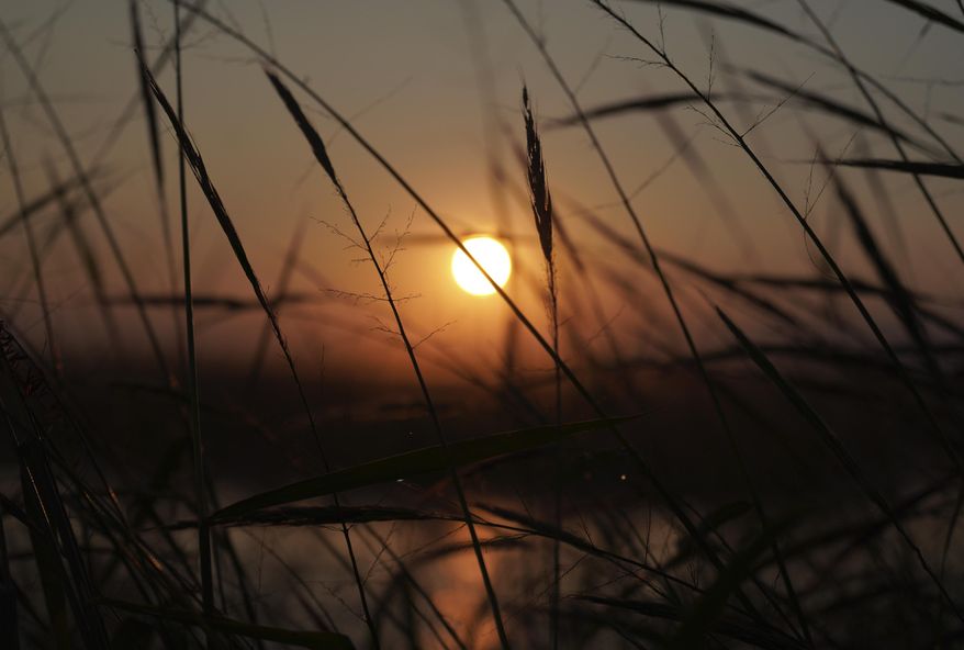 The sun begins to rise over a bed of wild rice on Leech Lake in Minnesota, Monday, Sept. 12, 2022. Wild rice, or manoomin (good seed) in Ojibwe, is sacred to Indigenous peoples in the Great Lakes region, but is being threatened by changing climate, invasive species and pollution. (AP Photo/Jessie Wardarski)