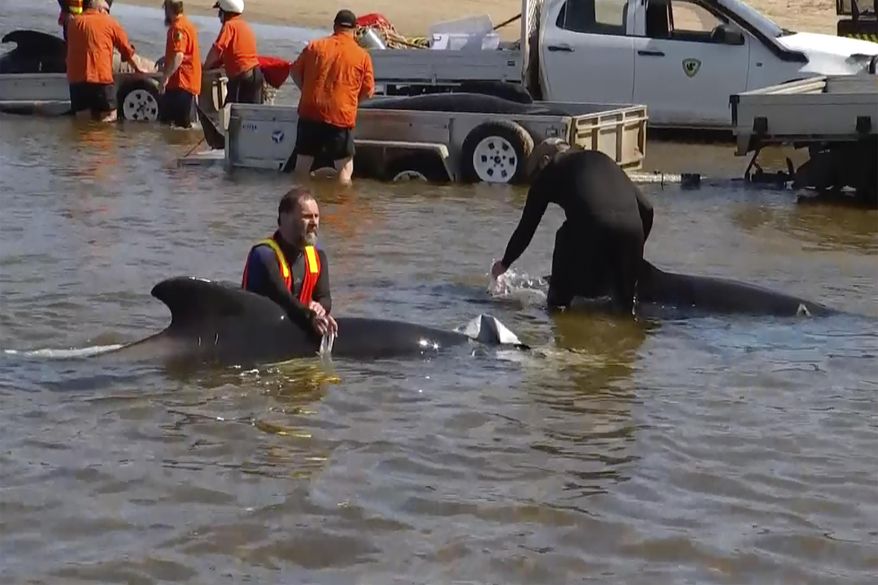 This image made from a video, shows rescuers in shallow waters with whales near Strahan, Australia Thursday, Sept. 22, 2022. A day after 230 whales were found stranded on the wild and remote west coast of Australia’s island state of Tasmania, only 35 were still alive despite rescue efforts that were to continue Thursday. (Australian Broadcasting Corporation via AP)