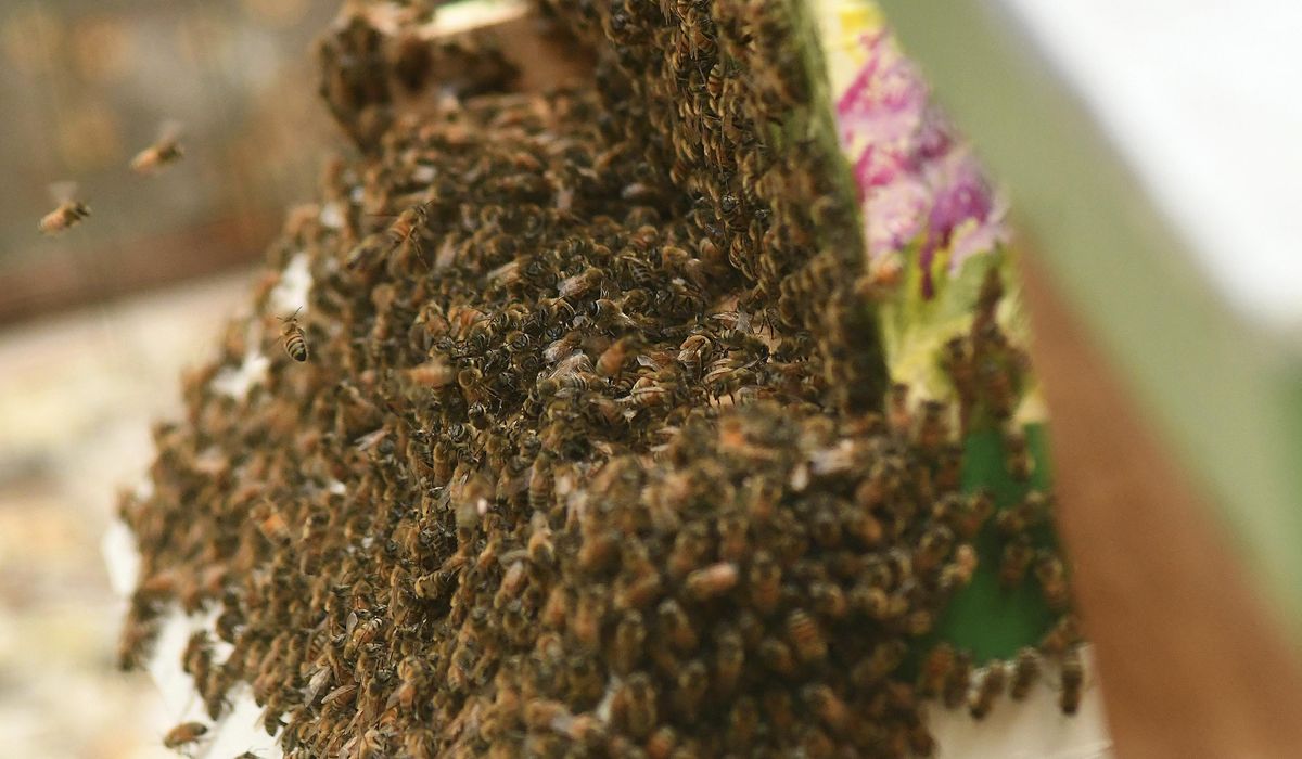 NextImg:Bees kill groundskeeper at Arizona golf course