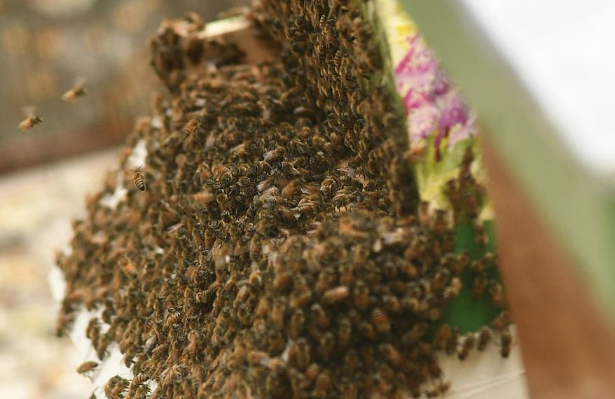 Hundreds of bees gather at the hive entrance Monday, Sept. 12, 2022, at Halyburton Park for an apiary — a collection of beehives and home for bees in Wilmington, N.C. (Ken Blevins/The Star-News via AP) **FILE**