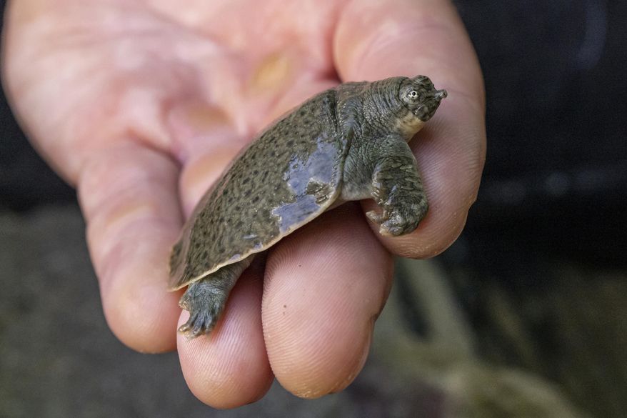 This Aug. 16, 2022, photo provided by San Diego Wildlife Alliance, shows an Indian narrow-headed softshell turtle at the San Diego Zoo. The rare and endangered turtle species has finally bred at the San Diego Zoo, as officials announced on Monday, Oct. 3, 2022, the arrival of 41 tiny Indian narrow-headed softshell turtle hatchlings. Officials say the hatchings make the alliance the first accredited conservation organization in North America to hatch the endangered turtles. (Ken Bohn/San Diego Zoo Wildlife Alliance via AP) ** FILE **
