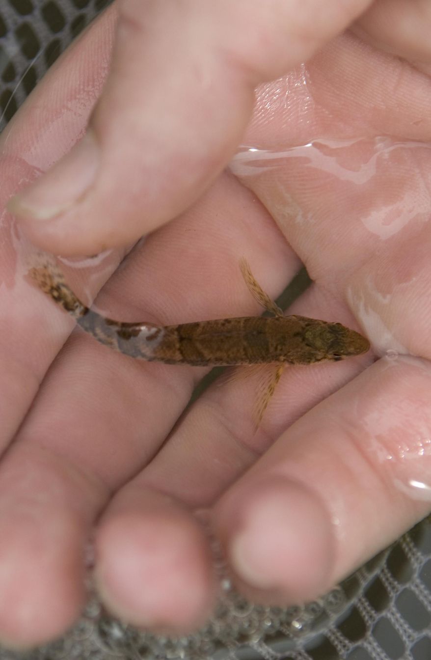 The snail darter is pictured in Knoxville, Tenn., on April 9, 2008. The U.S. Department of the Interior announced on Tuesday the Tennessee fish's official removal from the Federal List of Threatened and Endangered Wildlife. (Joe Howell/Knoxville News Sentinel via AP, File)