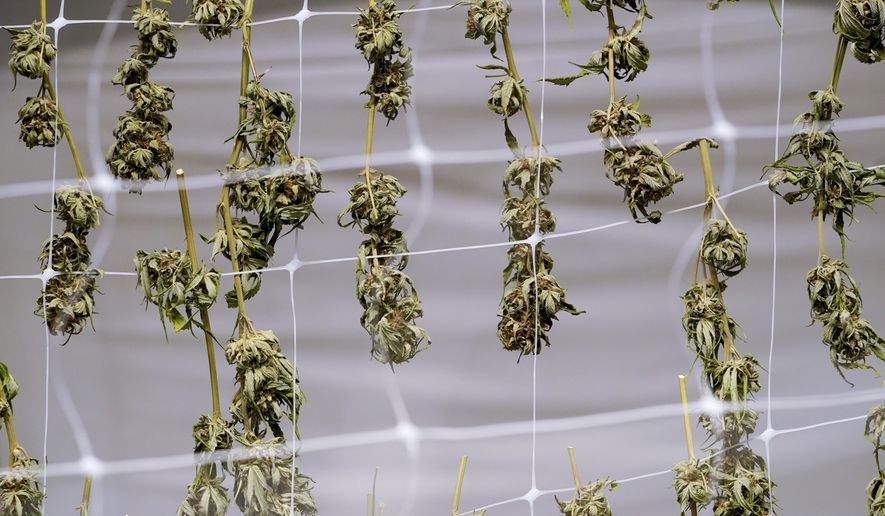 Marijuana plants for the adult recreational market are seen hanging in a drying room at a farm in Suffolk County, N.Y., Tuesday, Oct. 4, 2022. (AP Photo/Mary Altaffer)