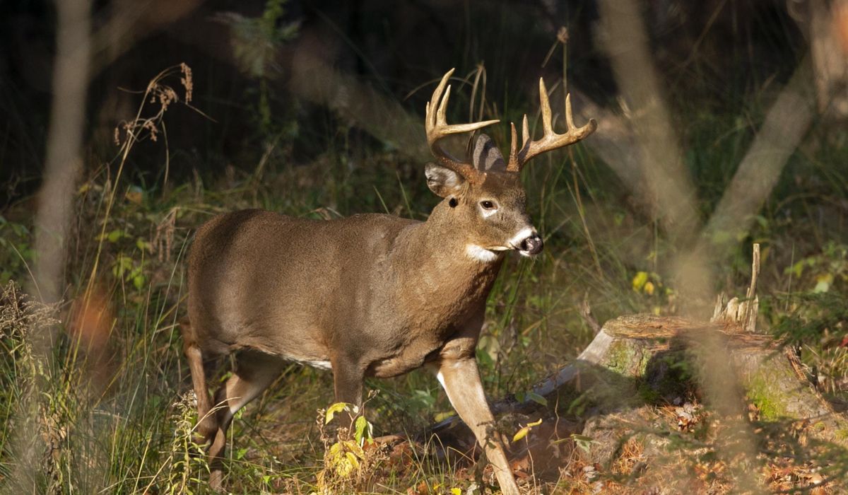 NextImg:Adult male deer crashes through the storefront of a Michigan lingerie shop
