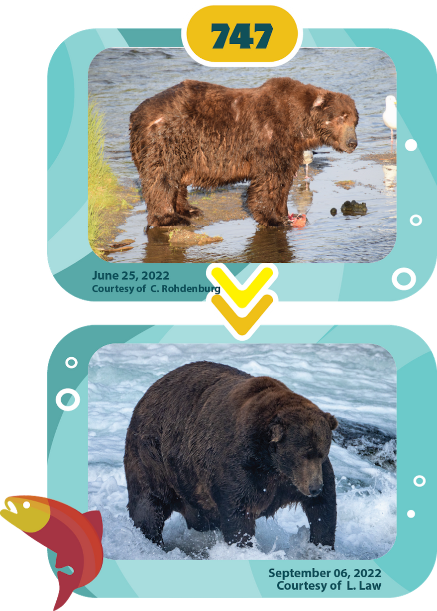 Alaska’s Katmai National Park has crowned a new winner in its annual “Fat Bear” competition.
The competition involves online voters determining which of the park’s brown bears look the heaviest as they bulk up before their winter hibernation. This year’s winner was 747 — the bear’s tag number and nickname given his tremendous size. (Photo courtesy of L. Law)