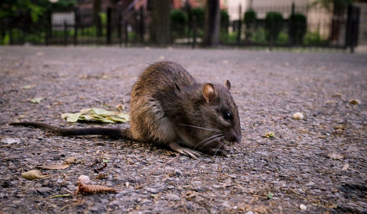 NextImg:Rats in New Orleans police headquarters get high on confiscated weed