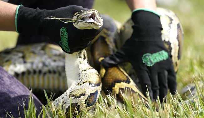 A Burmese python is held during a safe capture demonstration on June 16, 2022, in Miami. A 19-year-old South Florida man captured 28 Burmese pythons during a 10-day competition that was created to increase awareness about the invasive species, and the threats they pose to the state&#x27;s ecology. Matthew Concepcion was among the 1,000 participants from 32 states, Canada and Latvia who participated in the annual challenge, the Florida Fish and Wildlife Conservation Commission said in a news release. (AP Photo/Lynne Sladky, File)