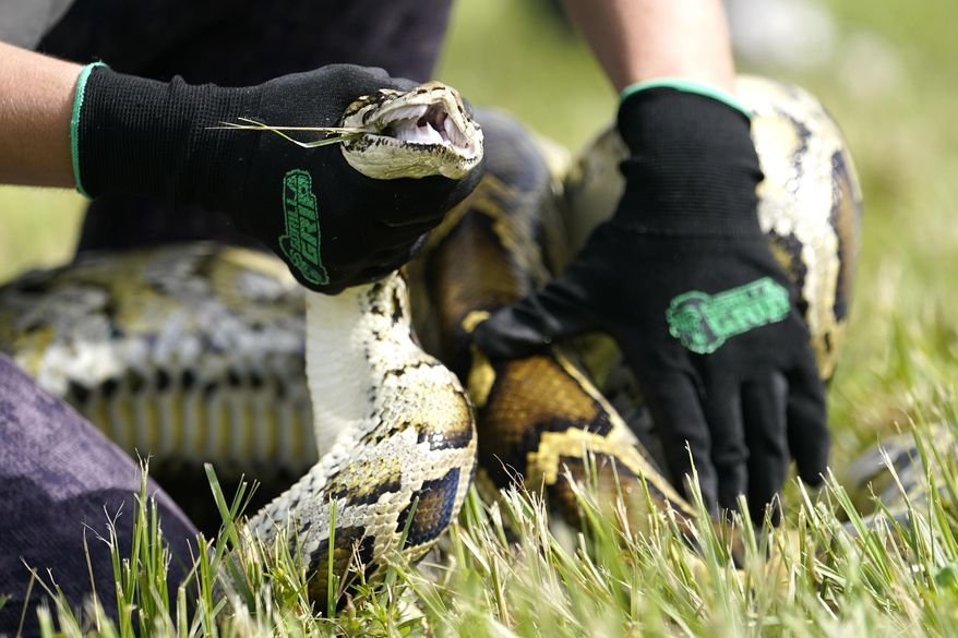 A Burmese python is held during a safe capture demonstration on June 16, 2022, in Miami. A 19-year-old South Florida man captured 28 Burmese pythons during a 10-day competition that was created to increase awareness about the invasive species, and the threats they pose to the state's ecology. Matthew Concepcion was among the 1,000 participants from 32 states, Canada and Latvia who participated in the annual challenge, the Florida Fish and Wildlife Conservation Commission said in a news release. (AP Photo/Lynne Sladky, File)