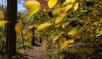 A woman walks among colorful fall foliage in Rock Creek Park in Washington, on Thursday, Oct. 27, 2022. (AP Photo/Jacquelyn Martin) ** FILE **