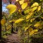 A woman walks among colorful fall foliage in Rock Creek Park in Washington, on Thursday, Oct. 27, 2022. (AP Photo/Jacquelyn Martin) ** FILE **