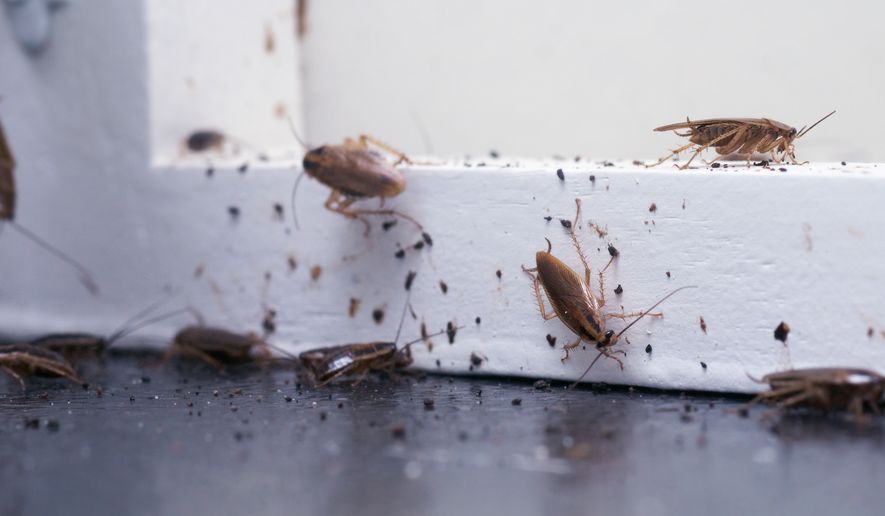 Cockroaches sit on a white wooden shelf. File photo credit: IrinaK via Shutterstock