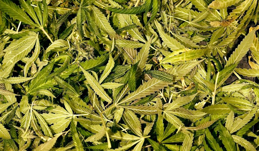 Leaves from a cannabis plant fill a bin after being stripped off while the plant is harvested at a marijuana farm operated by Greenlight, Monday, Oct. 31, 2022, in Grandview, Mo. Marijuana growers and sellers in Missouri and several other states are helping fund campaigns as voters decide whether to legalize recreational sales in upcoming elections. (AP Photo/Charlie Riedel)