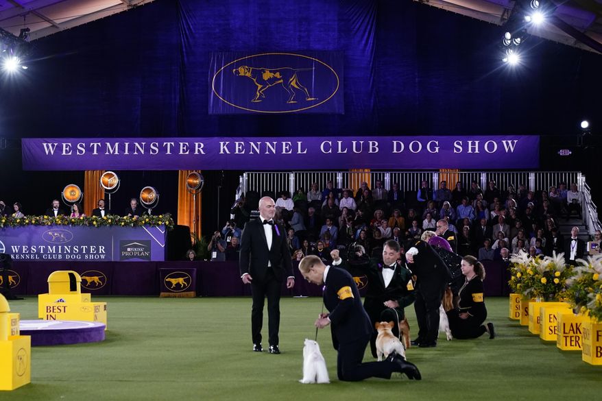 Best in show judge, Dr. Don Sturz, standing at center, is shown at the 146th Westminster Kennel Club Dog Show, Wednesday, June 22, 2022, in Tarrytown, N.Y. The Westminster Kennel Club dog show is moving next year to a new venue: the home of the U.S. Open tennis tournament. The kennel club announced Thursday, Nov. 3, 2022, that canine champs will take over the USTA Billie Jean King National Tennis Center on May 6, 8 and 9 (AP Photo/Frank Franklin II, File)