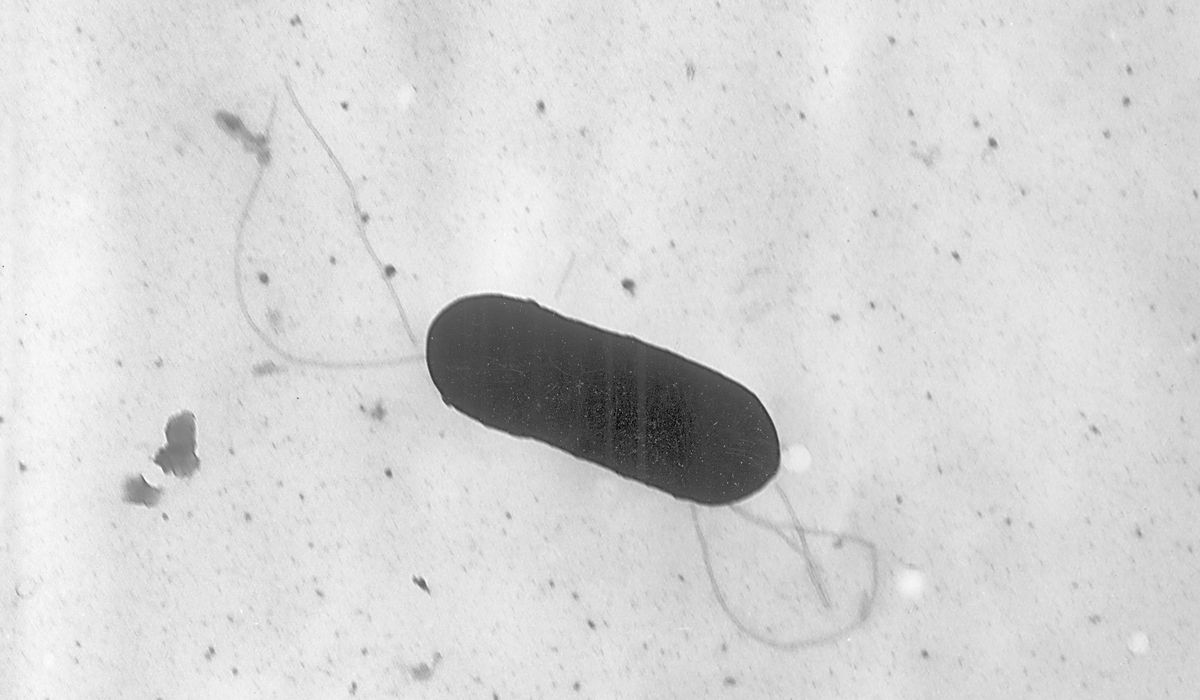 NextImg:10-year deadly listeria outbreak linked to California cheesemaker