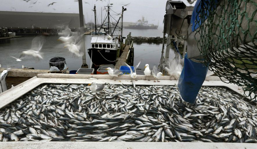 FILE - Herring are unloaded from a fishing boat in Rockland, Maine in this July 8, 2015 file photo. A group of Northeast herring fishermen are asking the Supreme Court to take on their case against industry-funded at-sea monitoring, which they say is an unlawful burden on the industry. (AP Photo/Robert F. Bukaty, File)