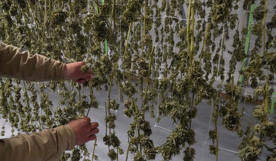 FILE - Marijuana plants for the adult recreational market hang in a drying room at a farm in Suffolk County, N.Y., on Oct. 4, 2022. A federal judge Thursday, Nov. 10, 2022, has temporarily blocked the state from issuing its first marijuana dispensary licenses in Brooklyn and parts of upstate New York while a challenge to the state's selection process is being considered. (AP Photo/Mary Altaffer, File)