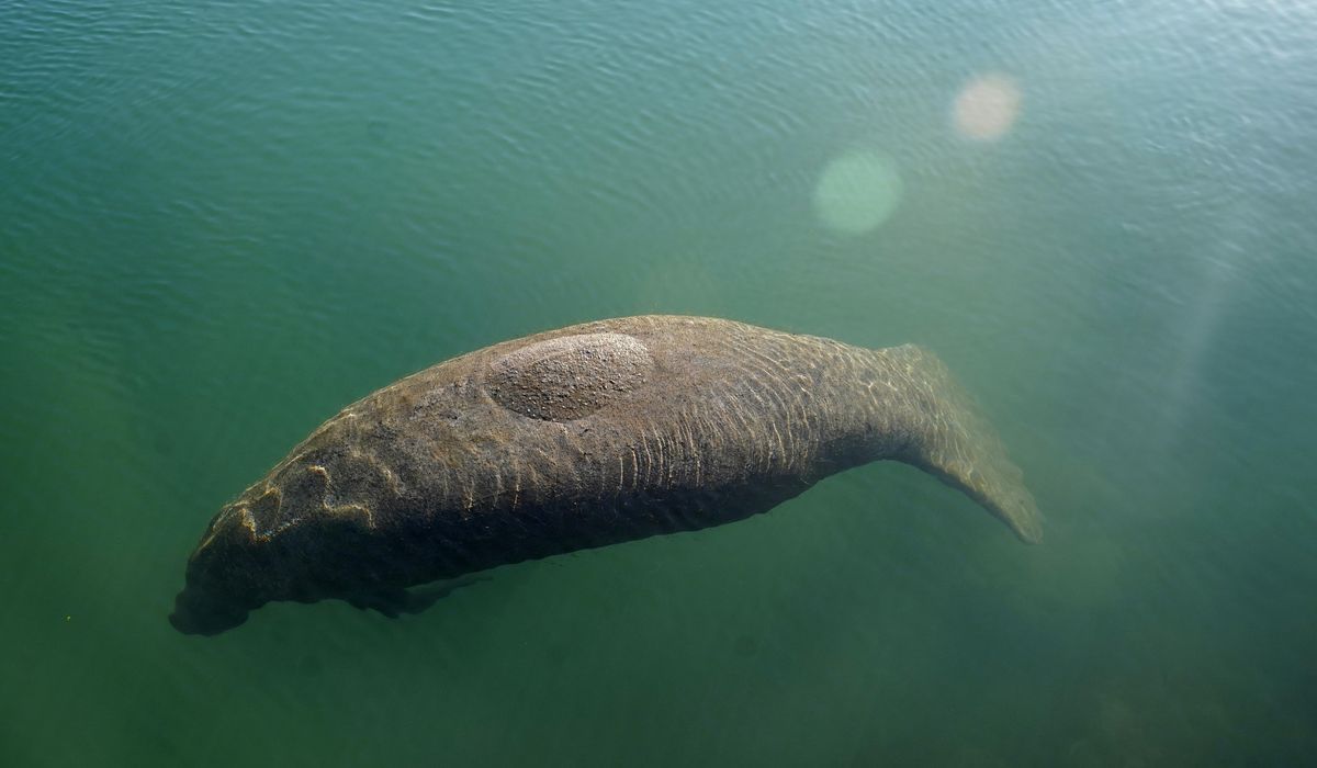 NextImg:Manatee rescued from pound net off Virginia’s Northern Neck