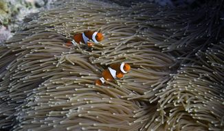 Two clownfish swim in an anemone on Moore Reef in Gunggandji Sea Country off the coast of Queensland in eastern Australia on Nov. 13, 2022. The Great Barrier Reef, battered but not broken by climate change impacts, is inspiring hope and worry alike as researchers race to understand how it can survive a warming world. (AP Photo/Sam McNeil)