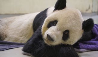 In this photo released by the Taipei Zoo, ailing giant panda Tuan Tuan lies on the ground at the Taipei Zoo in Taipei, Taiwan on Saturday, Nov. 19, 2022. Tuan Tuan, one of two giant pandas gifted to Taiwan from China, died Saturday, Nov. 19, 2022 after a brief illness, the Taipei Zoo said. (Taipei Zoo via AP)
