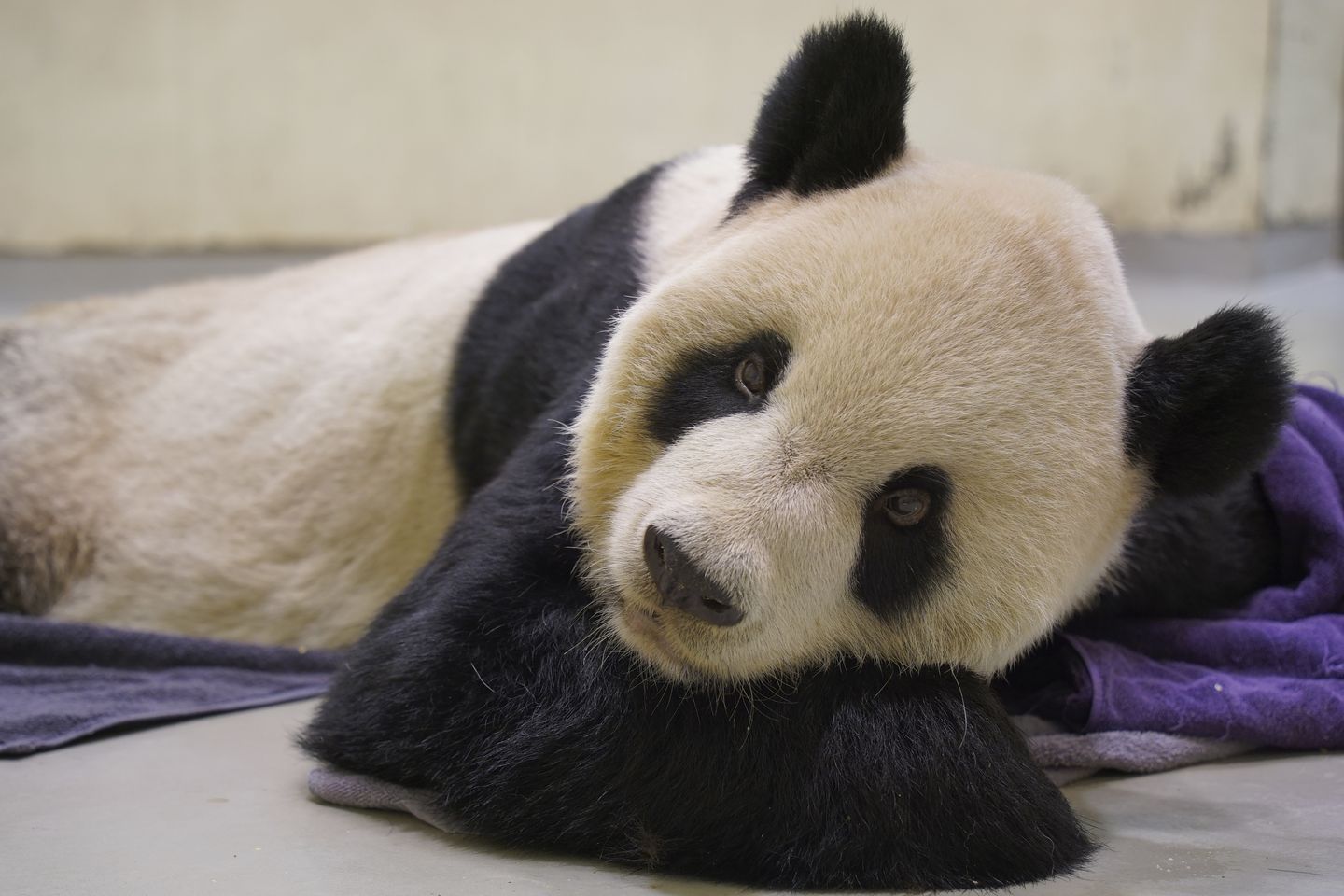 Çin-Tayvan ısınması sırasında yetenekli panda Taipei'de öldü