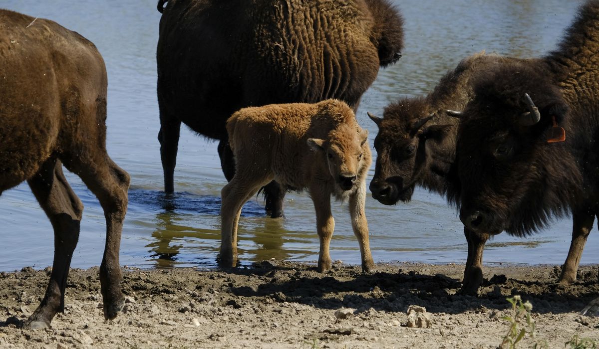 NextImg:Grand Teton National Park officials seeking two people accused of illegally harassing bison calf