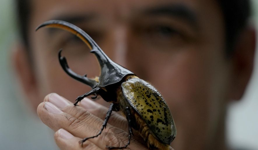 Colombian environmental engineer Germán Viasus Tibamoso, owner of Tierra Viva, holds a Hercules beetle in Tunja, Colombia, Tuesday, Nov. 15, 2022. The company transforms solid, organic waste, with the help of beetle larvae&#39;s digestive microorganisms, that transform the waste into a compost rich in nitrogen and phosphorous. Once adults, the beetles are sent to scientific labs and others to Japan where they are popular as pets. (AP Photo/Fernando Vergara)
