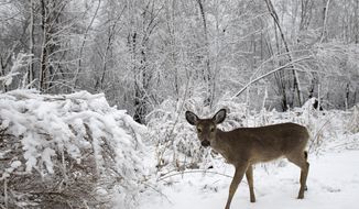 A white-tailed deer forages for food on April 14, 2014, at the Heckrodt Wetland Reserve in Menasha, Wis. Hunters killed 14% more deer during 2022&#x27;s nine-day gun season&#x27;s opening weekend than in 2021 thanks largely to snow cover that made hunting easier, state wildlife officials said Tuesday, Nov. 22, 2022. (Dan Powers/The Post-Crescent via AP, File)