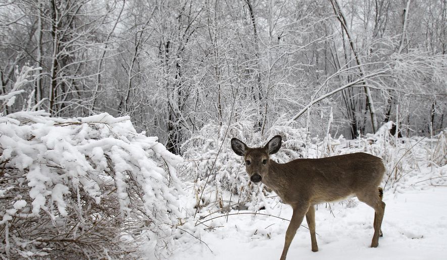 A white-tailed deer forages for food on April 14, 2014, at the Heckrodt Wetland Reserve in Menasha, Wis. Hunters killed 14% more deer during 2022&#39;s nine-day gun season&#39;s opening weekend than in 2021 thanks largely to snow cover that made hunting easier, state wildlife officials said Tuesday, Nov. 22, 2022. (Dan Powers/The Post-Crescent via AP, File)