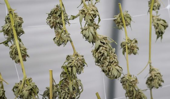 Marijuana plants for the adult recreational market are seen hanging in a drying room at a farm in Suffolk County, N.Y., on Oct. 4, 2022. A court fight that has prevented New York from awarding marijuana dispensary licenses in some parts of the state could wind up hurting small farms that just harvested their first cannabis crop, officials warned a judge Tuesday, Nov. 22, 2022. (AP Photo/Mary Altaffer, File)