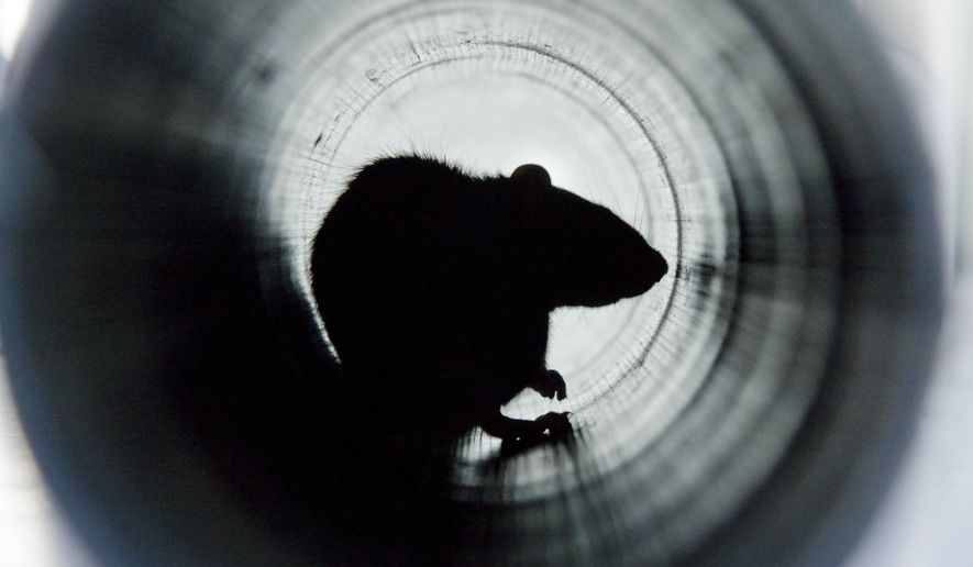 A closeup shot of a brown rat in a water pipe. File photo credit: Wirestock Creators via Shutterstock.