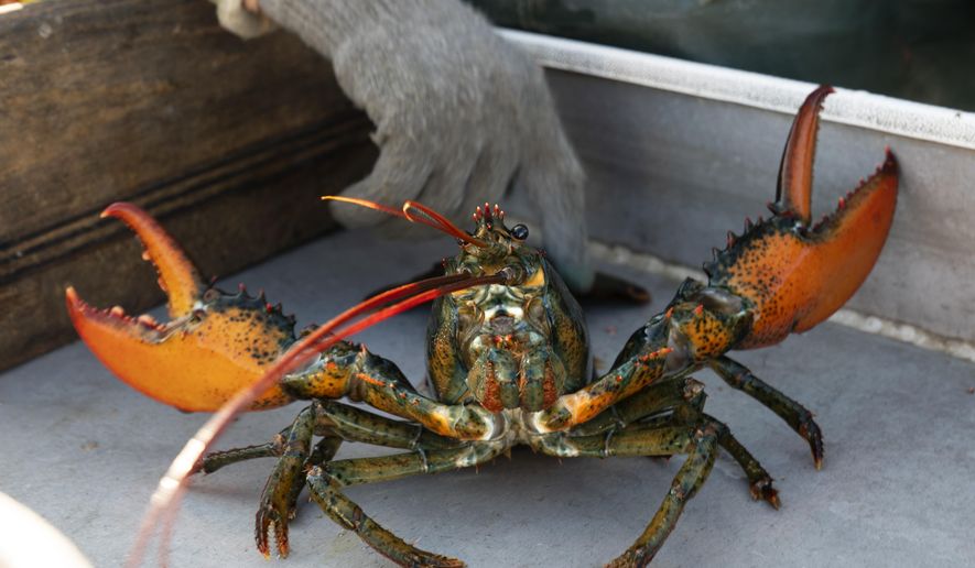 A lobster rears its claws after being caught off Spruce Head, Maine, Aug. 31, 2021. Environmental groups are once again at odds with politicians and fishermen in New England in the wake of a decision by high-end retail giant Whole Foods to stop selling Maine lobster. (AP Photo/Robert F. Bukaty, File)