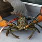 FILE - A lobster rears its claws after being caught off Spruce Head, Maine, Aug. 31, 2021. Environmental groups are once again at odds with politicians and fishermen in New England in the wake of a decision by high-end retail giant Whole Foods to stop selling Maine lobster. (AP Photo/Robert F. Bukaty, File)
