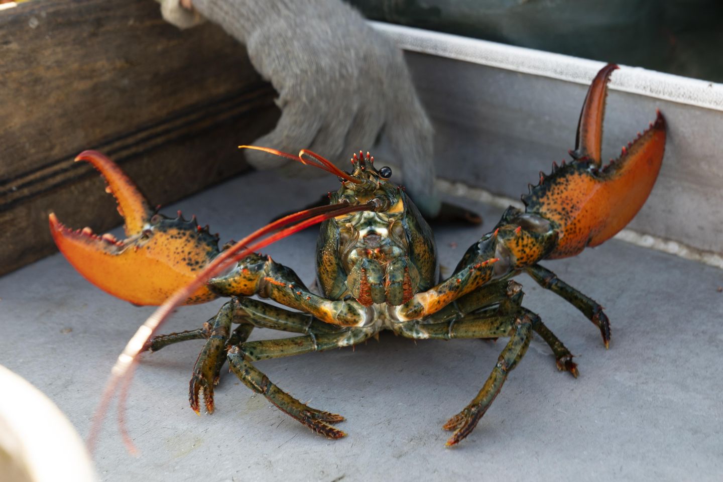 Keputusan Whole Foods untuk menarik lobster membagi lingkungan, pols