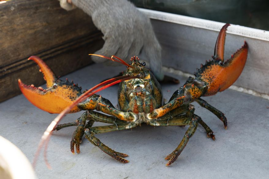 A lobster rears its claws after being caught off Spruce Head, Maine, Aug. 31, 2021. Environmental groups are once again at odds with politicians and fishermen in New England in the wake of a decision by high-end retail giant Whole Foods to stop selling Maine lobster. (AP Photo/Robert F. Bukaty, File)