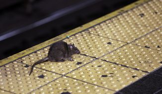 A rat crosses a Times Square subway platform in New York on Jan. 27, 2015. New York City Mayor Eric Adams&#39; administration posted a job listing this week seeking someone to lead the city&#39;s long-running battle against rats. The official job title is director of rodent mitigation, though it was promptly dubbed the rat czar. Salary range is $120,000 to $170,000. (AP Photo/Richard Drew, File)
