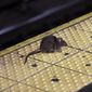 A rat crosses a Times Square subway platform in New York on Jan. 27, 2015. New York City Mayor Eric Adams&#39; administration posted a job listing this week seeking someone to lead the city&#39;s long-running battle against rats. The official job title is director of rodent mitigation, though it was promptly dubbed the rat czar. Salary range is $120,000 to $170,000. (AP Photo/Richard Drew, File)