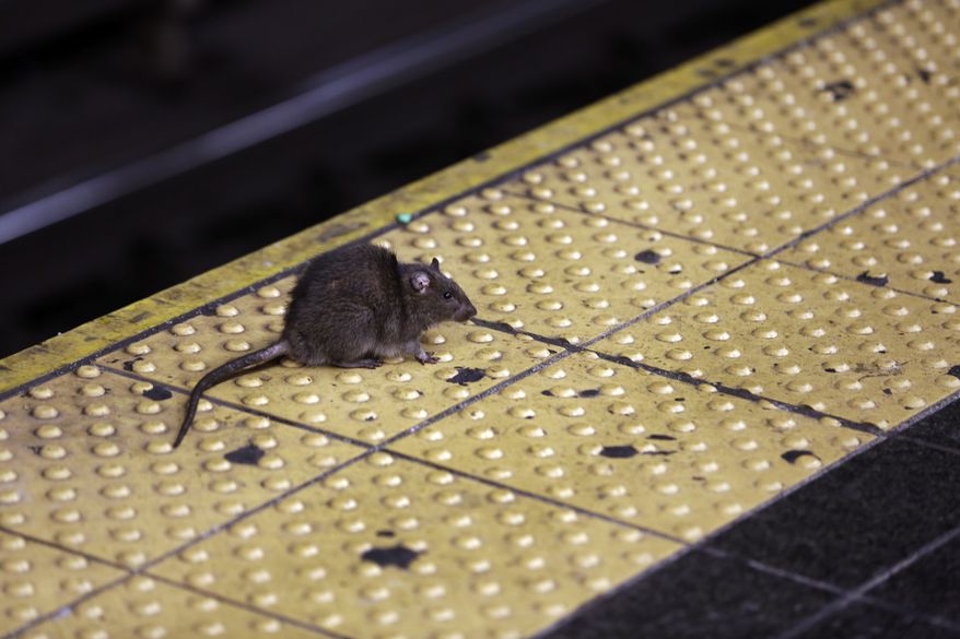 A rat crosses a Times Square subway platform in New York on Jan. 27, 2015. New York City Mayor Eric Adams&#x27; administration posted a job listing this week seeking someone to lead the city&#x27;s long-running battle against rats. The official job title is director of rodent mitigation, though it was promptly dubbed the rat czar. Salary range is $120,000 to $170,000. (AP Photo/Richard Drew, File)