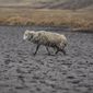 An emciated sheep walks on the dry bed of the Cconchaccota lagoon in the Apurimac region of Peru, Friday, Nov. 25, 2022. The lagoon located at 4,100 meters above sea level has been a source of trout, fun for children eager to swim, beauty as flamingos flew from over the mountains and water for thirsty sheep. Nowadays, however, an ongoing drought has dried up the lagoon. (AP Photo/Guadalupe Pardo)
