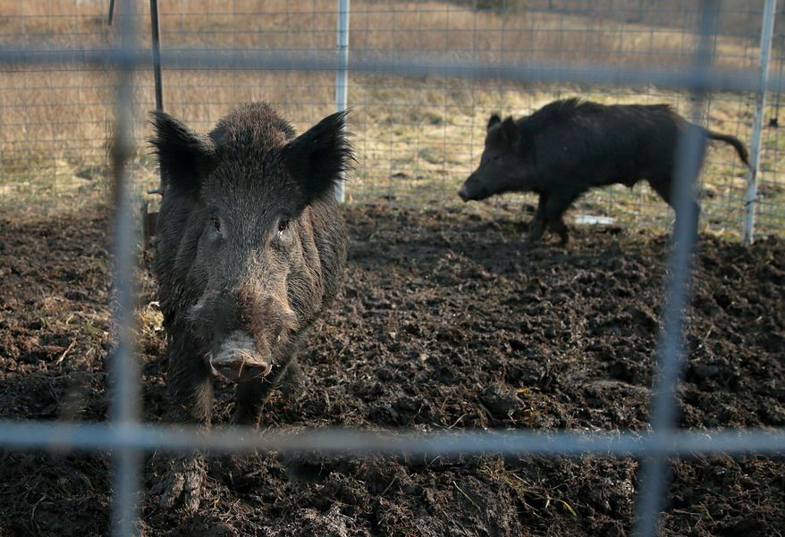 Two feral hogs are caught in a trap on a farm in rural Washington County, Mo., Jan. 27, 2019. Eight years into a U.S. program to control damage from feral pigs, the invasive animals are still a multibillion-dollar plague on farmers, wildlife and the environment. (David Carson/St. Louis Post-Dispatch via AP)