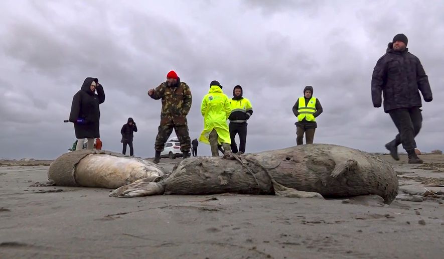 In this image taken from footage provided by the RU-RTR Russian television on Sunday, Dec. 4, 2022, journalists and Interdistrict Environmental Prosecutor&#39;s Office employees walk near the bodies of dead seals on shore of the Caspian Sea, Dagestan. A top Russian environmental official said Monday that the thousands of dead seals that washed up on Russia&#39;s Caspian Sea coast likely died from oxygen deprivation. (RU-RTR Russian Television via AP, File)