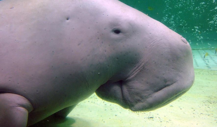 Serena, a dugong, swims at the Toba Aquarium in Toba, Japan on Sept. 5, 2012. Populations of the vulnerable species of marine mammal, numerous species of abalone and a type of Caribbean coral are now threatened with extinction, an international conservation organization said Friday, Dec. 9, 2022. (AP Photo/Linda Lombardi, File)