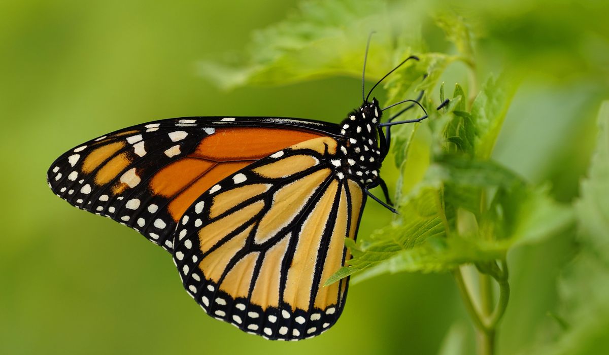 NextImg:Officials propose ‘threatened’ status for monarch butterflies under Endangered Species Act