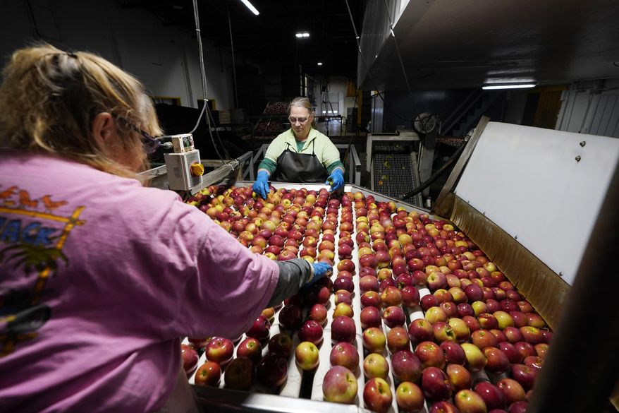 Apples are washed and inspected at the BelleHarvest packing and storage facility, Tuesday, Oct. 4, 2022 in Belding, Mich. BelleHarvest is the second largest packing and storage facility for apples in the state of Michigan. (AP Photo/Carlos Osorio)