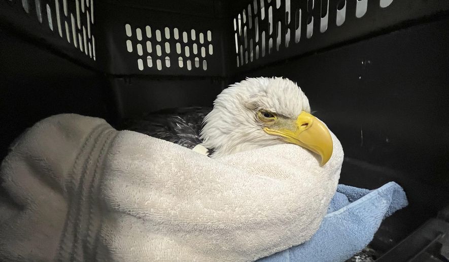 In this undated photo provided by The Raptor Center, a bald eagle likely poisoned by scavenging the carcasses of euthanized animals that were improperly disposed of at a Minnesota landfill is seen at the University of Minnesota Raptor Center, in Minneapolis. (Courtesy of The Raptor Center via AP)