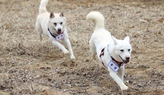 A pair of dogs, Gomi, left, and Songgang, are unveiled at a park in Gwangju, South Korea, Monday, Dec. 12, 2022. The dogs gifted by North Korean leader Kim Jong Un four years ago ended up being resettled at a zoo in South Korea following a dispute over who should finance the caring of the animals. (Chun Jung-in/Yonhap via AP)