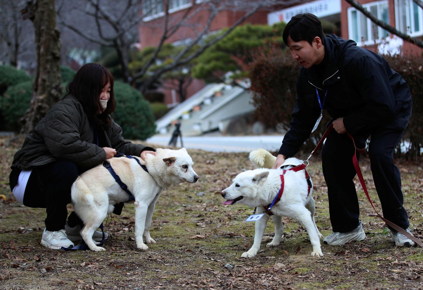North'un Kim tarafından hediye edilen köpekler Güney Kore hayvanat bahçesine yerleştirildi