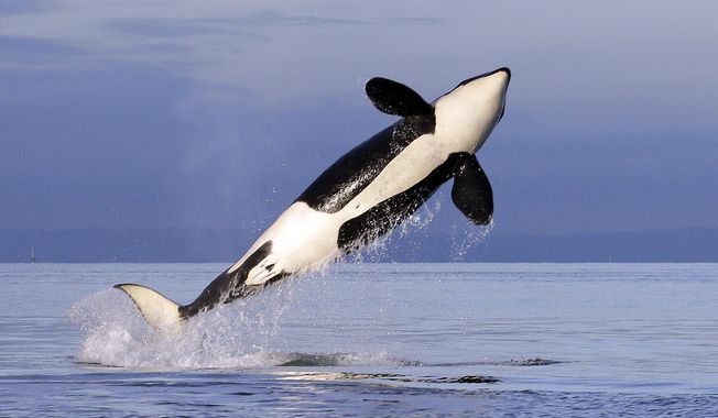 A female resident orca whale breaches while swimming in Puget Sound near Bainbridge Island, Wash., as seen from a federally permitted research vessel on Jan. 18, 2014. (AP Photo/Elaine Thompson, File)